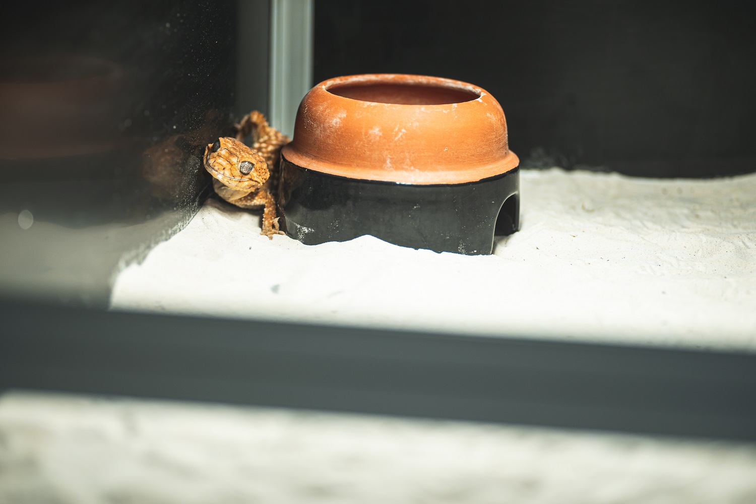 Horizontal terrarium for agams, geckos